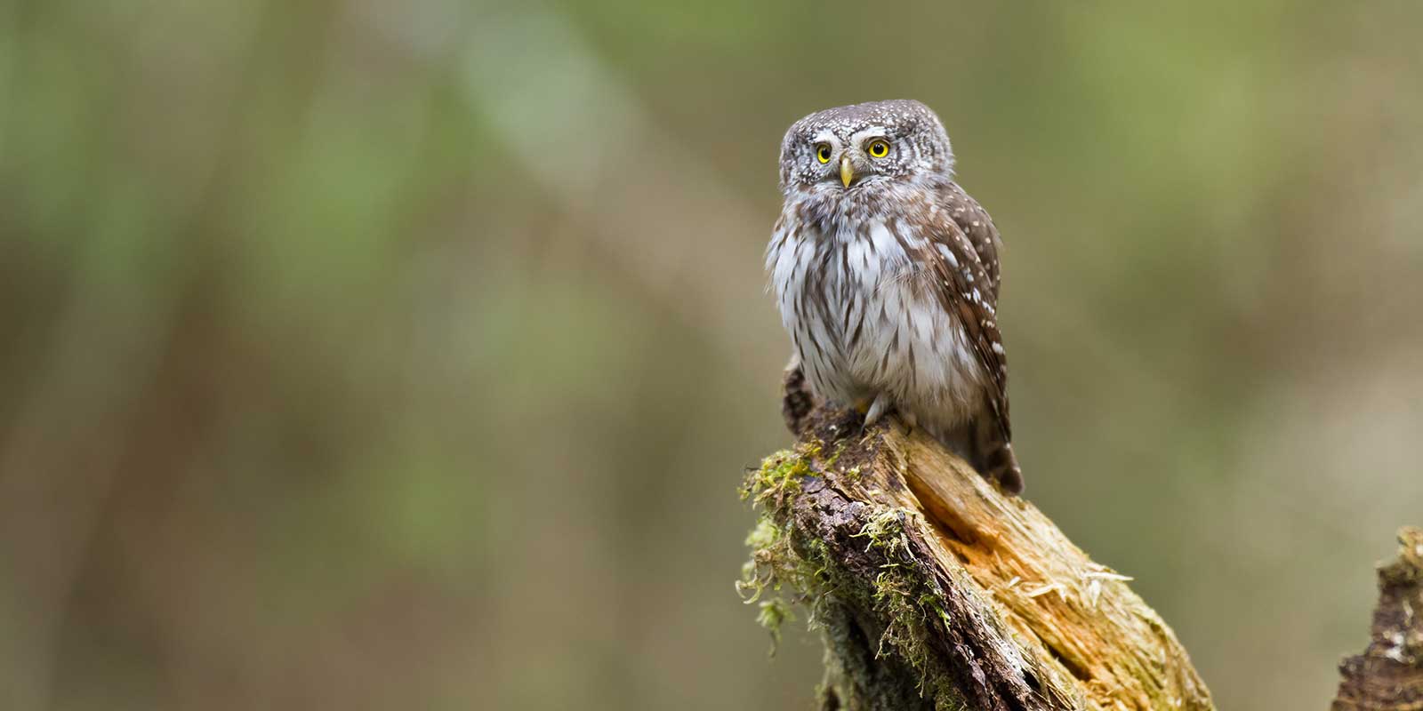 Pygmy owl sat on a branch in Poland