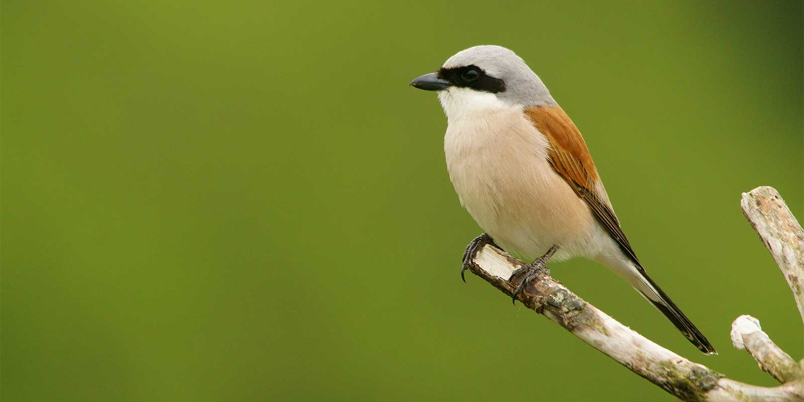 Red-backed shrike in Poland
