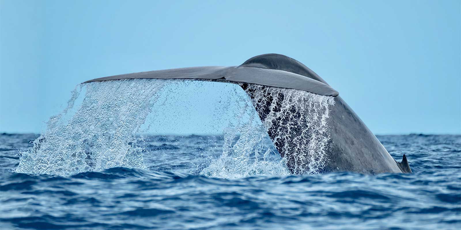 Blue whale tail in the Azores