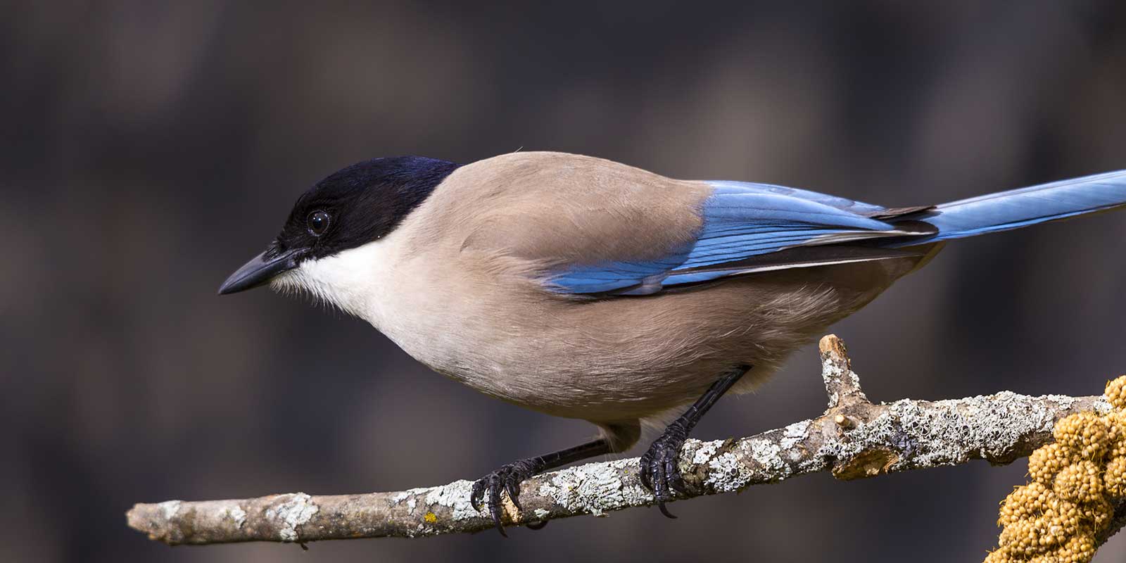 Azure-winged magpie in Portugal