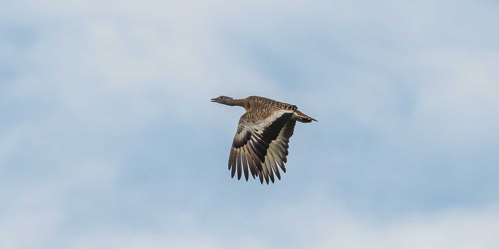 Great bustard in flight over Portugal.