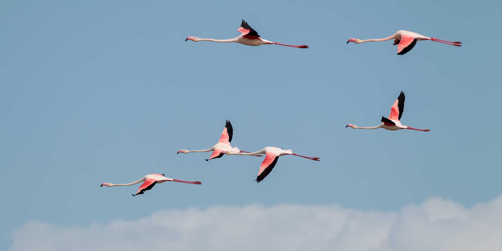 Greater flamingos in flight.