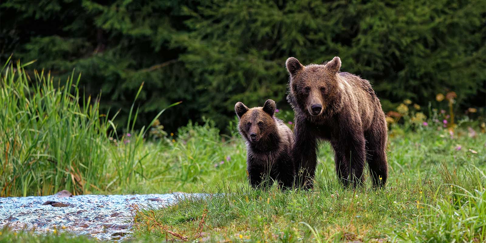 Brown bear and cub in Romania
