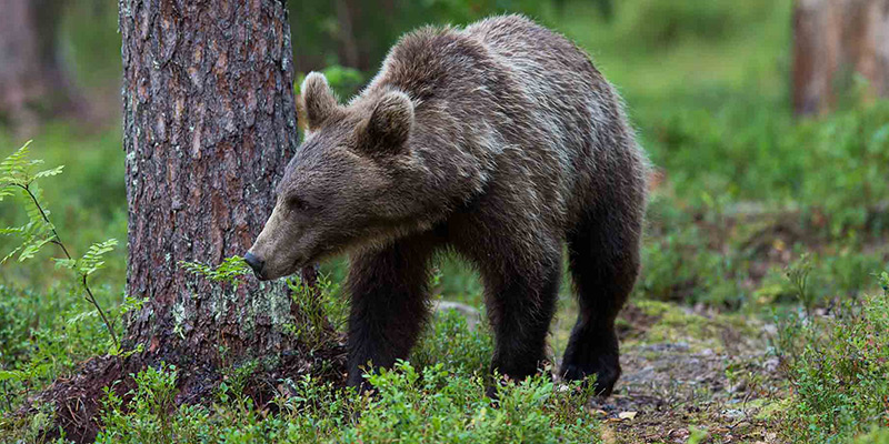 Bears in the Carpathian Mountains