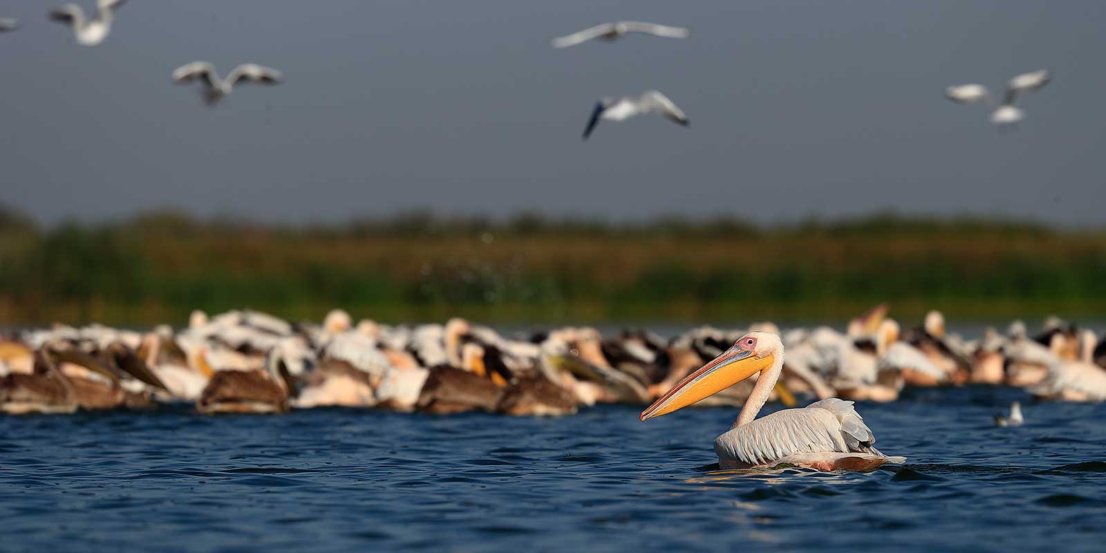 Pelicans on the Danube Delta, Romania.