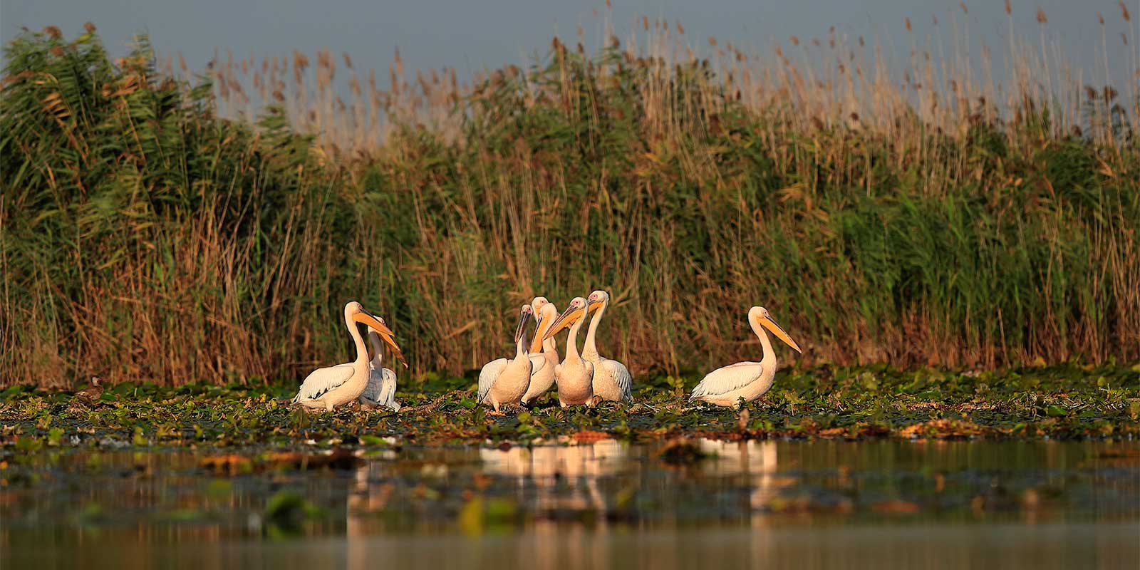 Pelicans on a lily pad on the Danube Delta in Romania