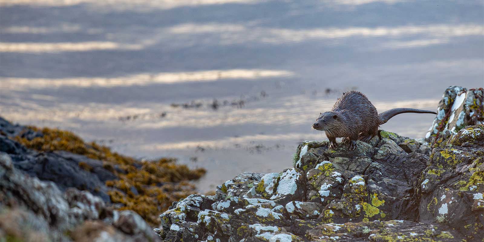 Eurasian otter in Scotland.