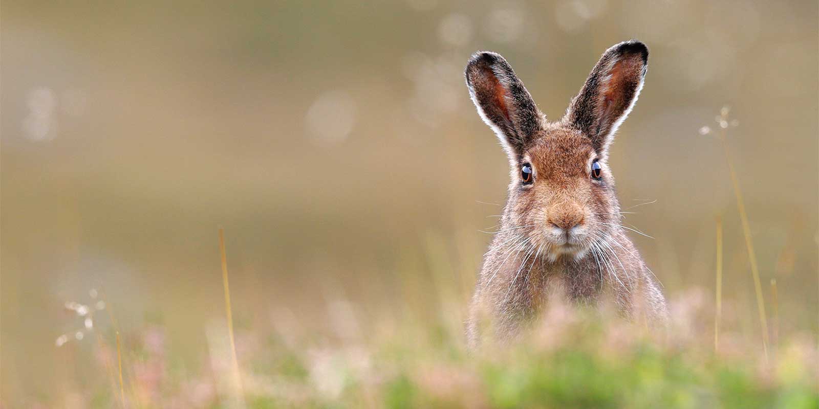 Mountain hare in Scotland