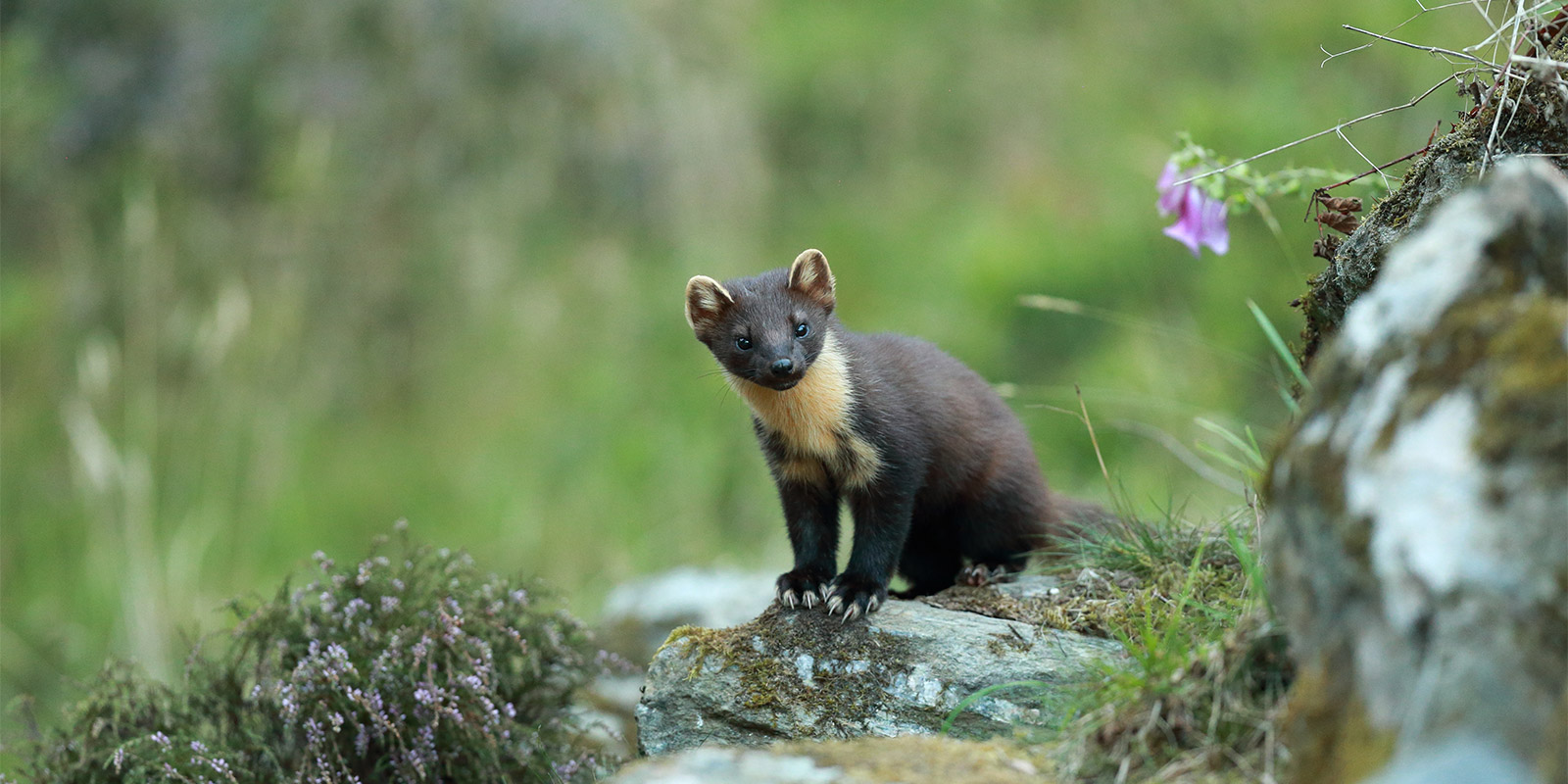 Pine marten and heather in Scotland