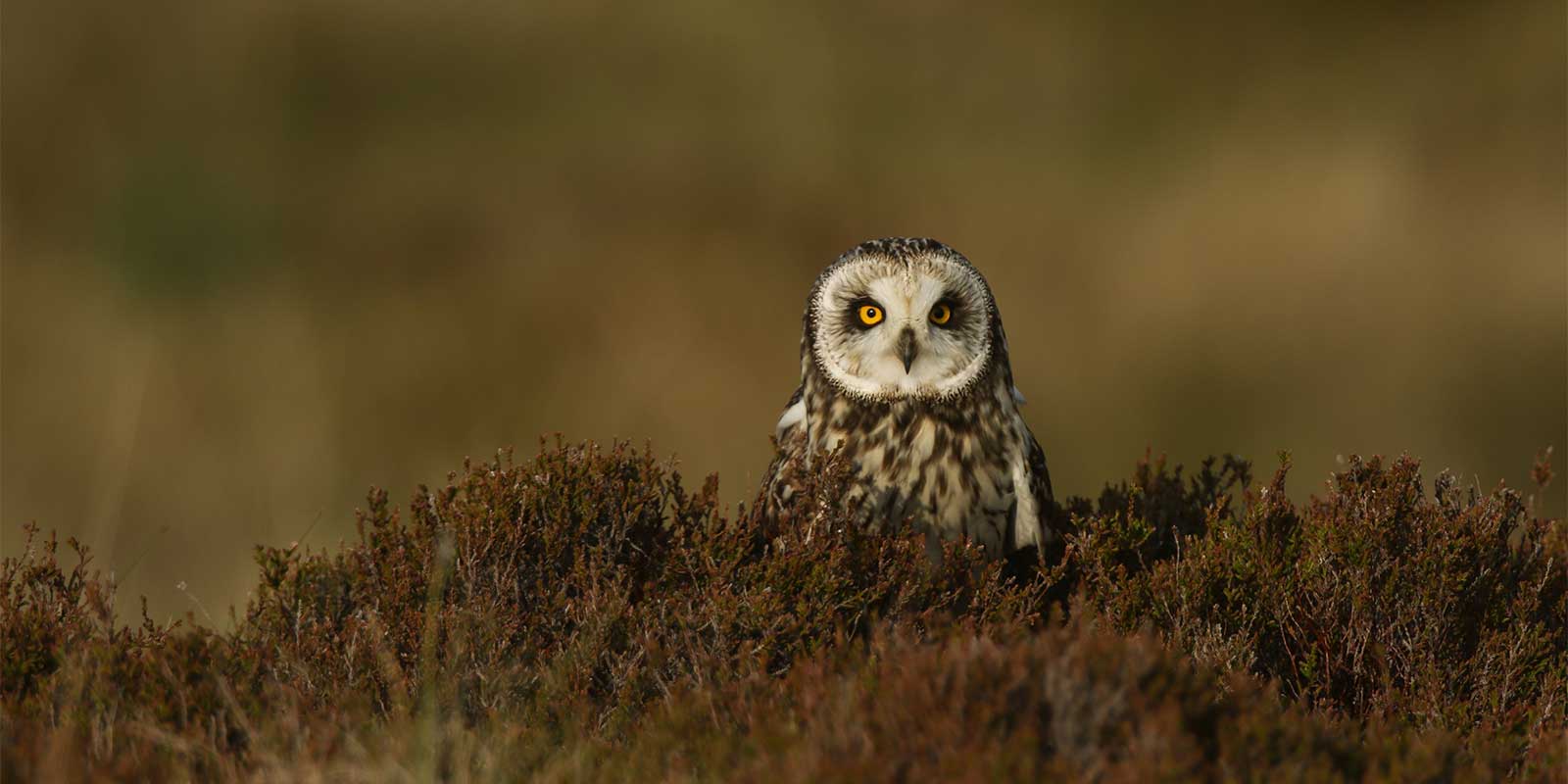 Short-eared owl in Scotland