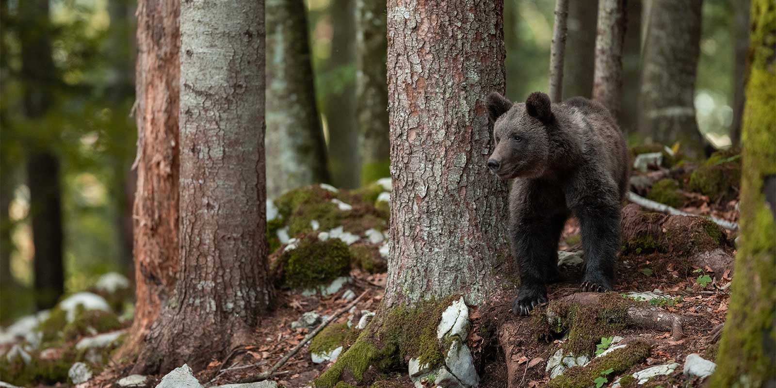 Brown bear in Slovenia during autumn