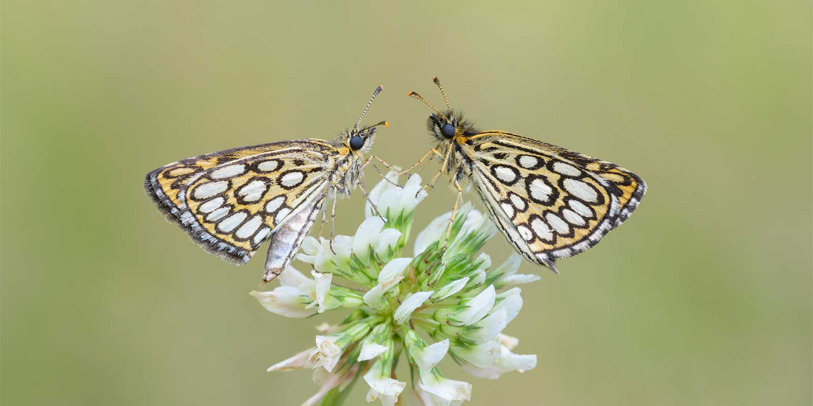 Large chequered skipper in Slovenia