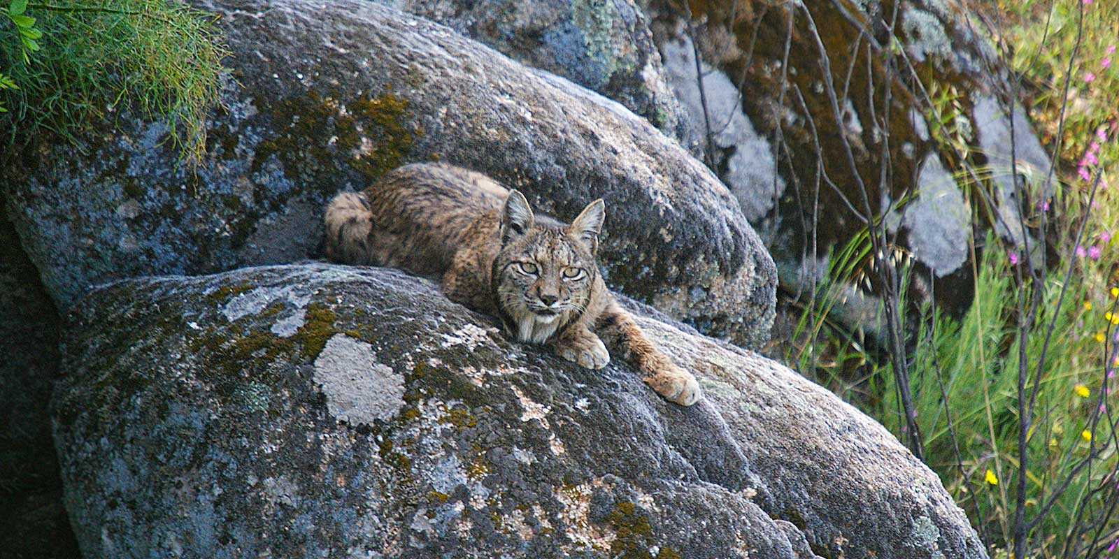 Iberian lynx in Andujar, Spain