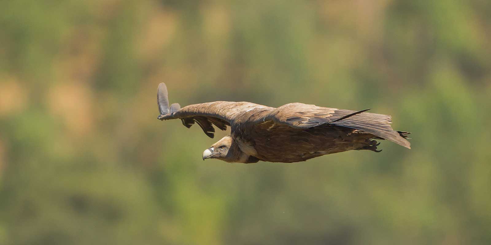 Griffon vulture