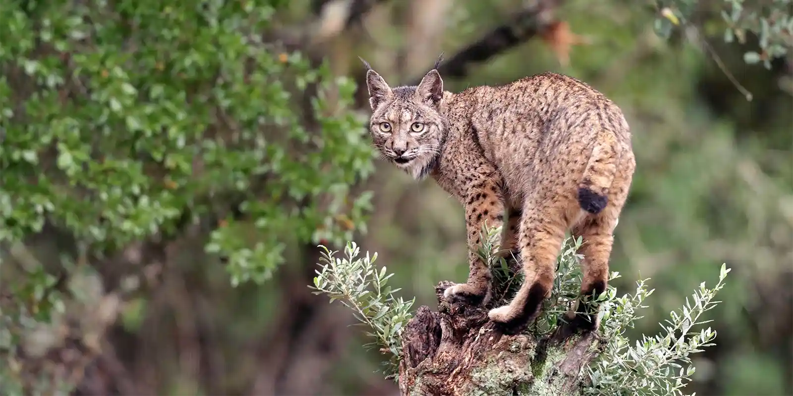 Iberian lynx in Spain