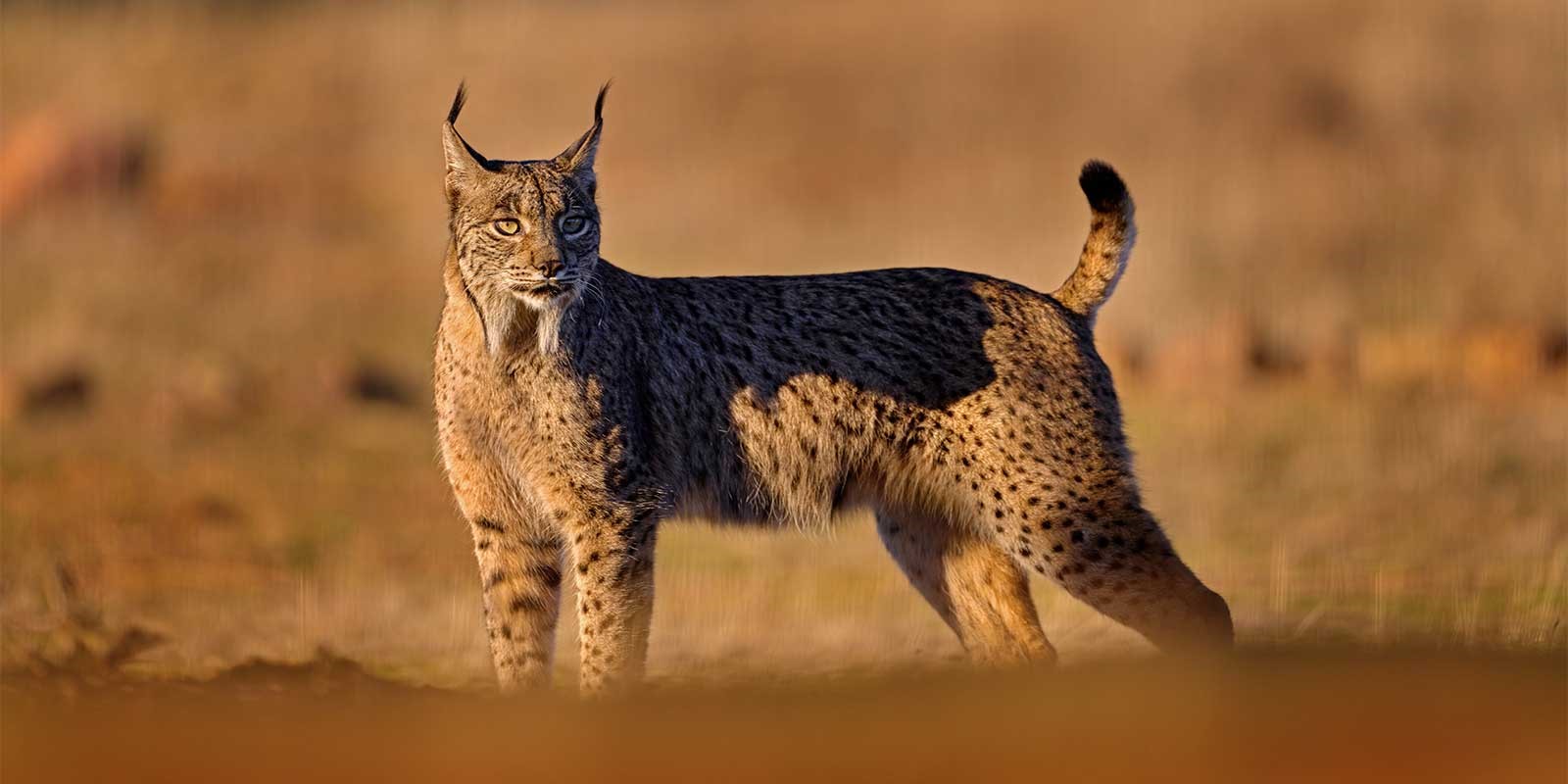 Iberian lynx in Spain