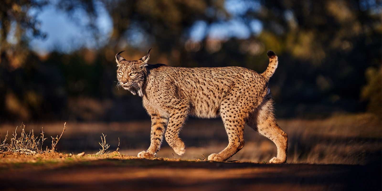 Iberian lynx in Spain