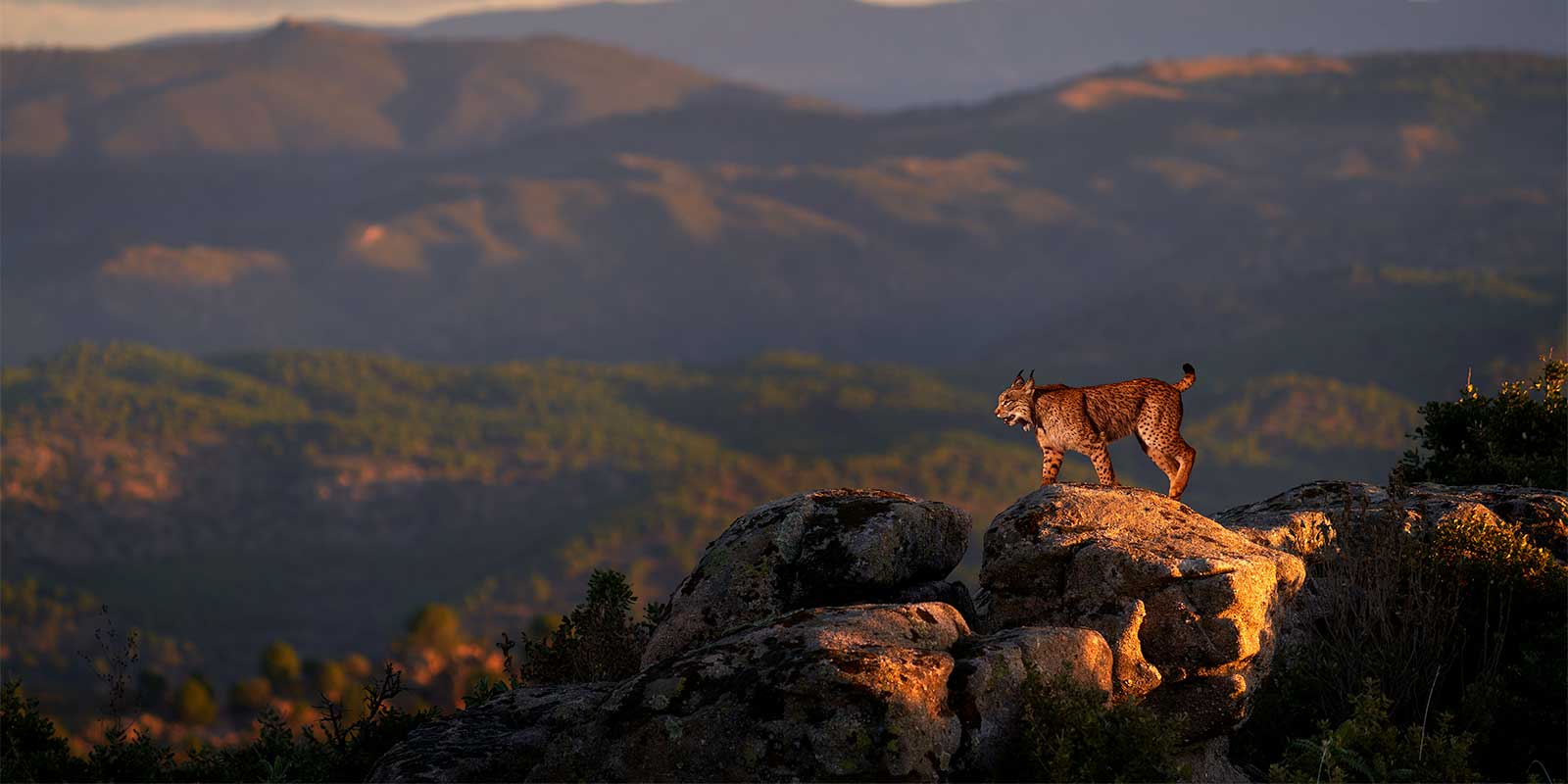 Iberian lynx in Sierra de Andujar in Spain