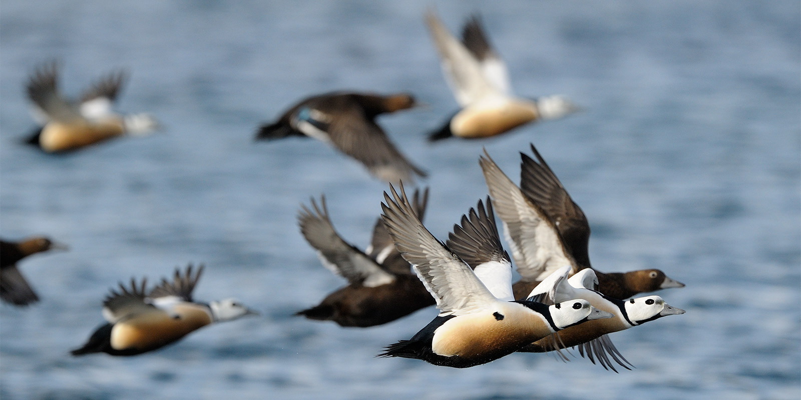 Steller's eider in flight