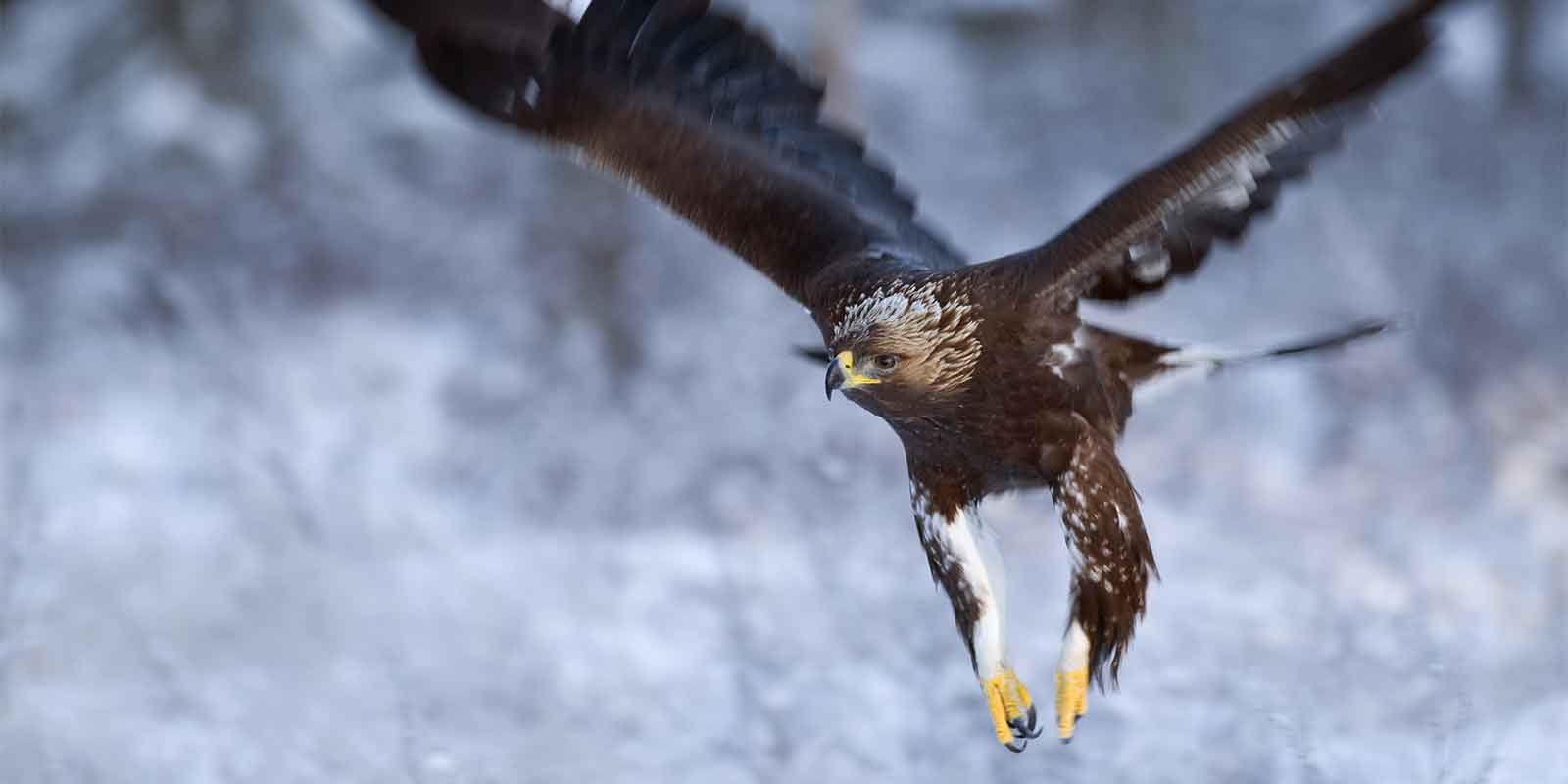 Golden eagle flying in winter