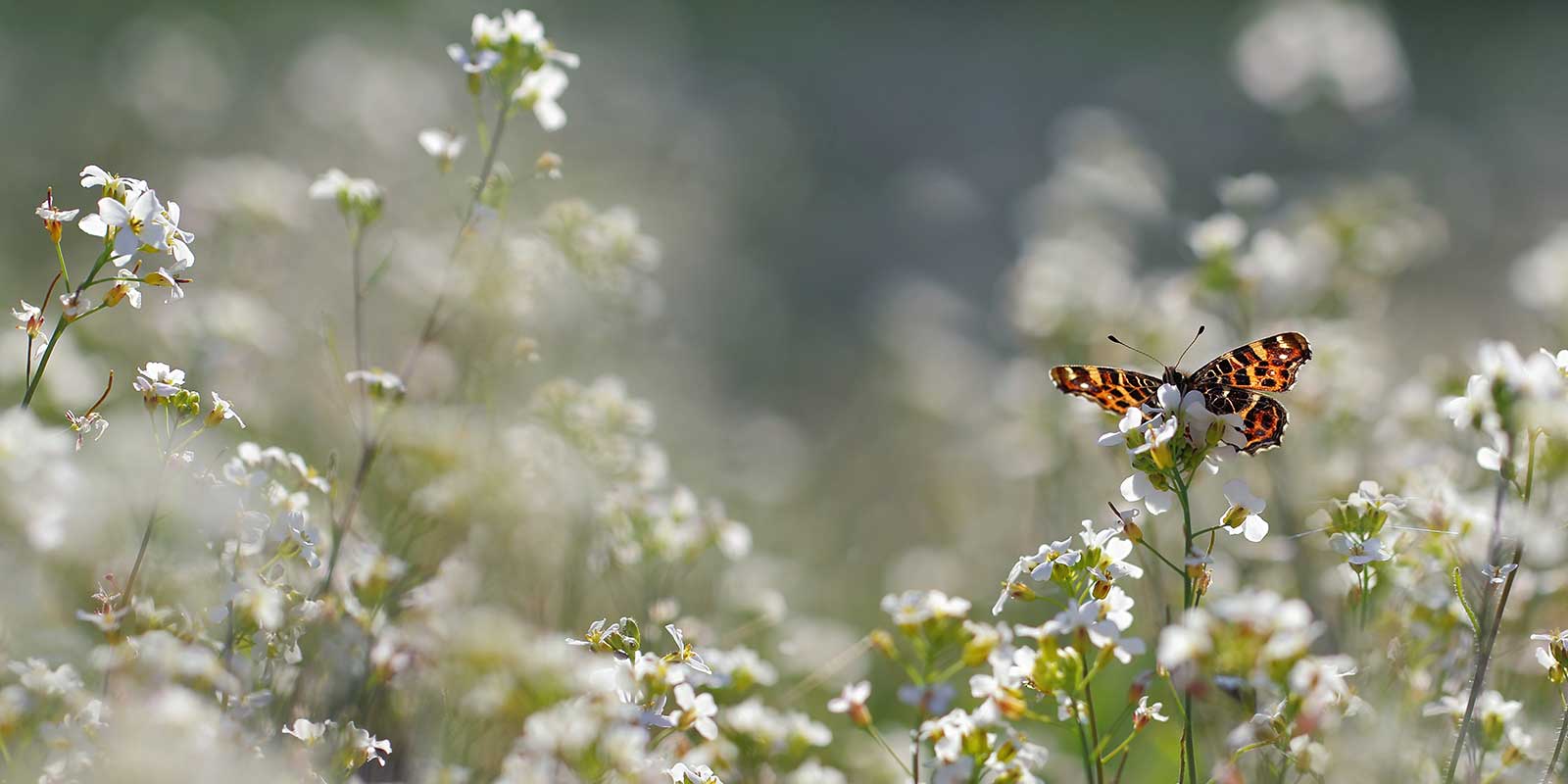 Butterfly on spring flowers in the Netherlands