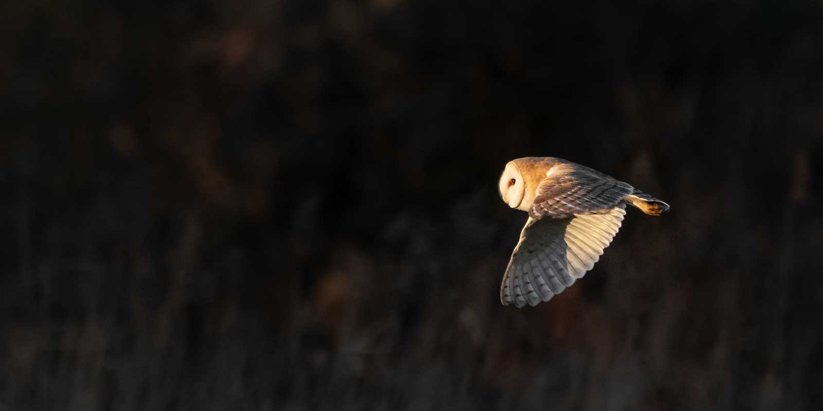 Barn owl in flight