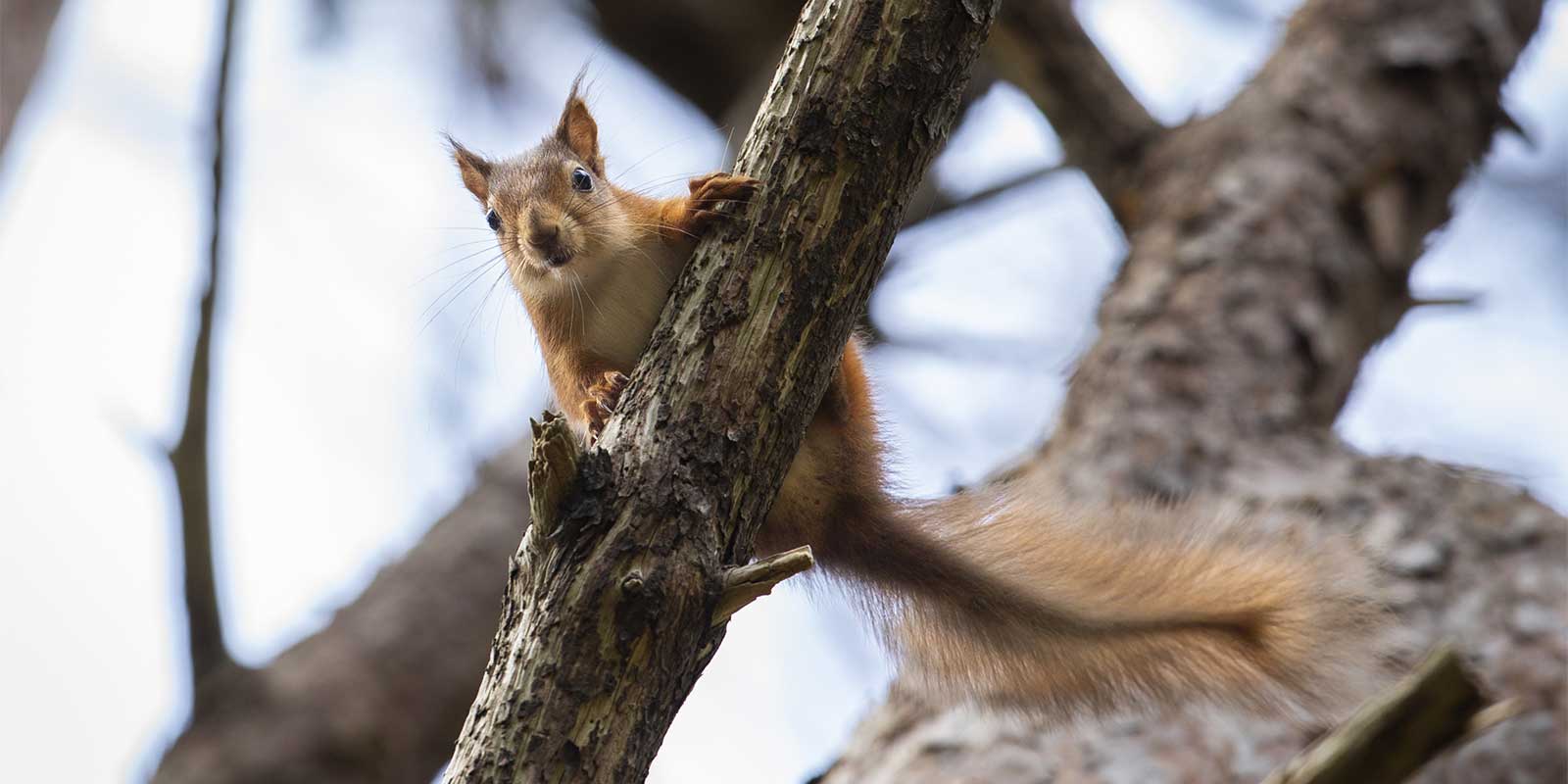 Red squirrel on Brownsea Island, Dorset