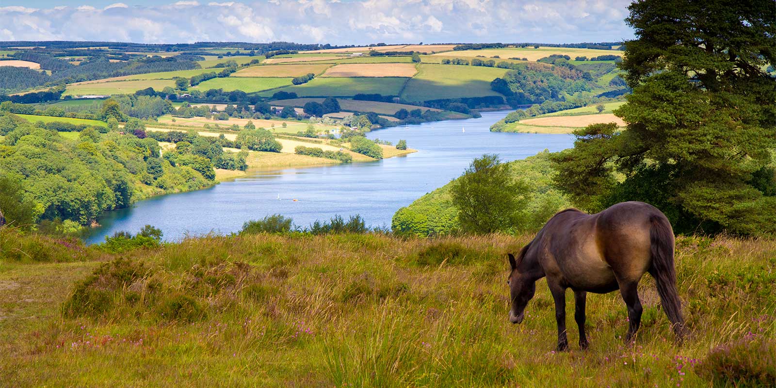 Exmoor pony in Wimbleball Lake Exmoor National Park, Somerset