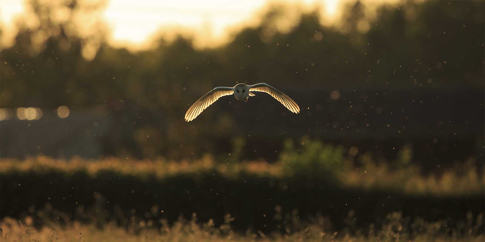 Barn owl in Hampshire