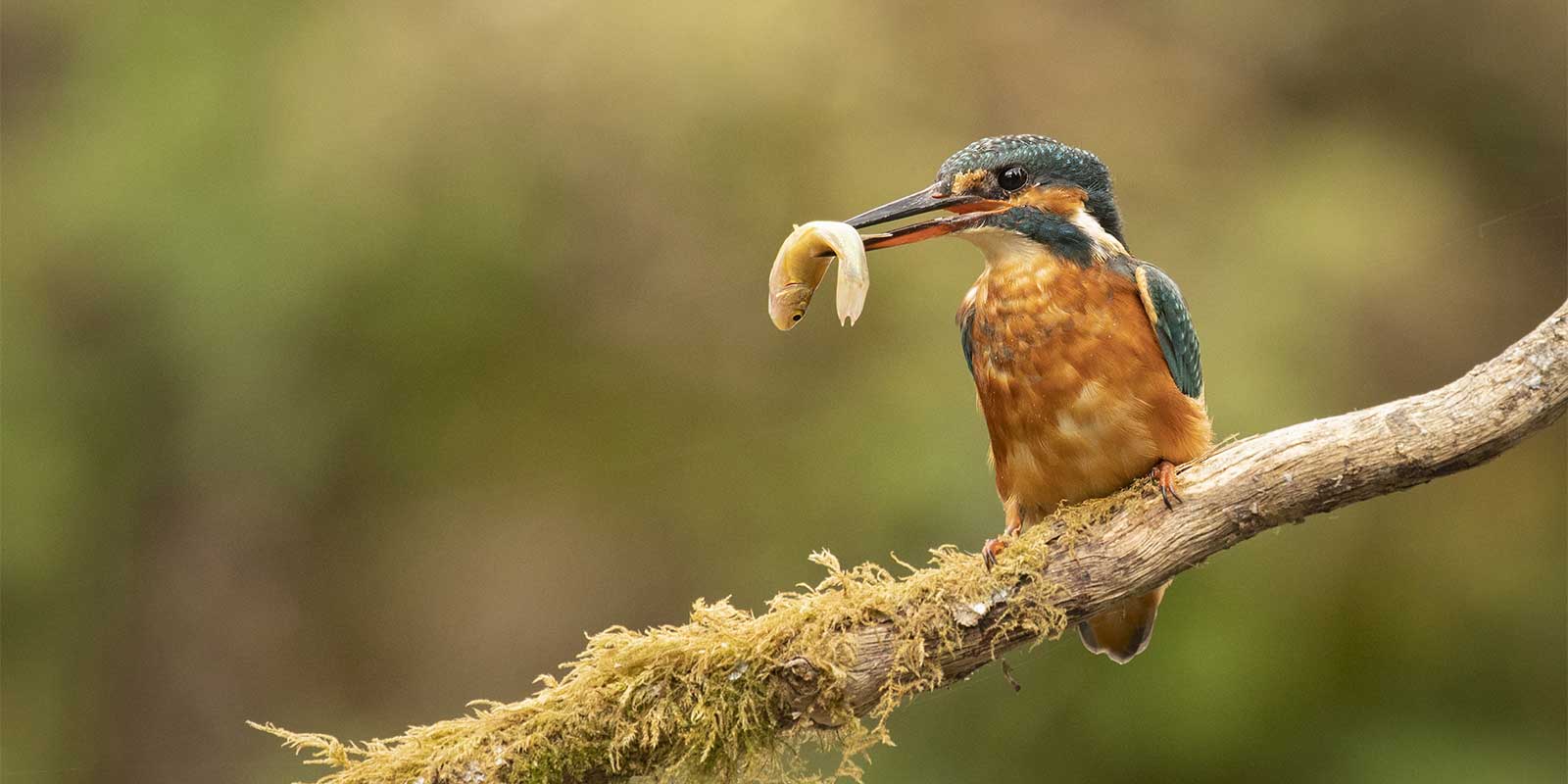 Common kingfisher in Hampshire, UK