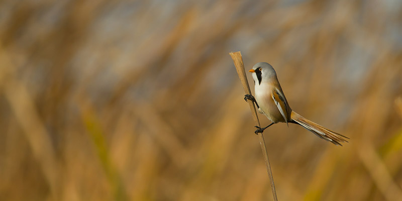 Bearded tit on a reedling in Lancashire