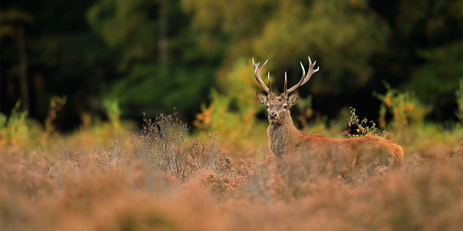 Red deer stag in the New Forest, Hampshire