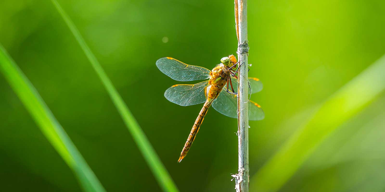 Green-eyed hawker dragonfly in Norfolk