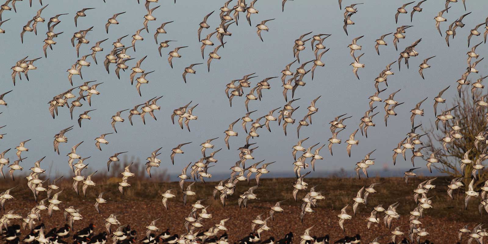 Knot flock over Snettisham RSPB Reserve in Norfolk