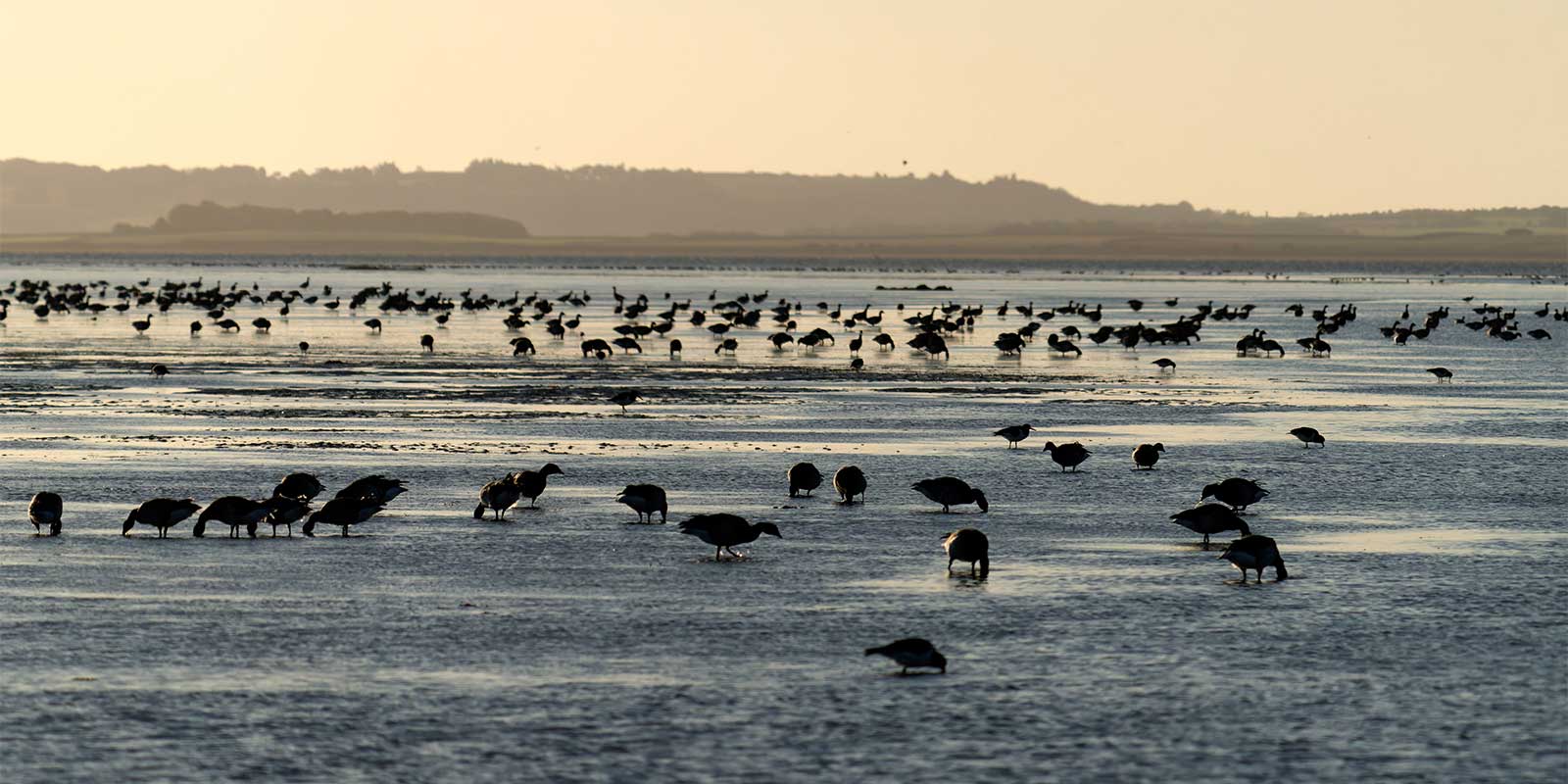 Brent geese in Northumberland