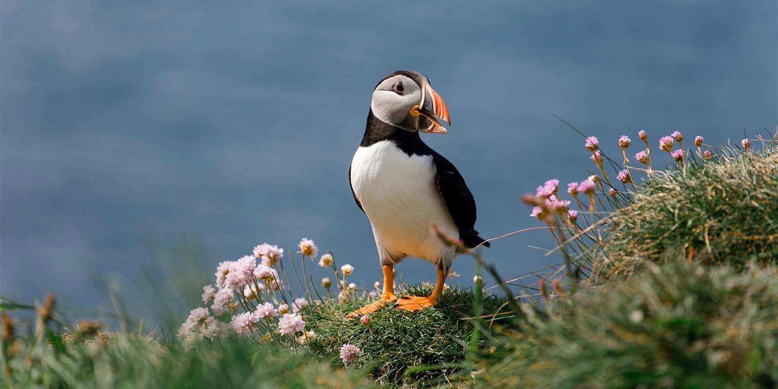 Atlantic puffin in Scotland