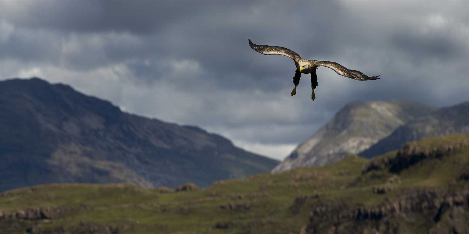 White-tailed sea eagle flying over Loch Na Keal on Isle of Mull, Scotland.