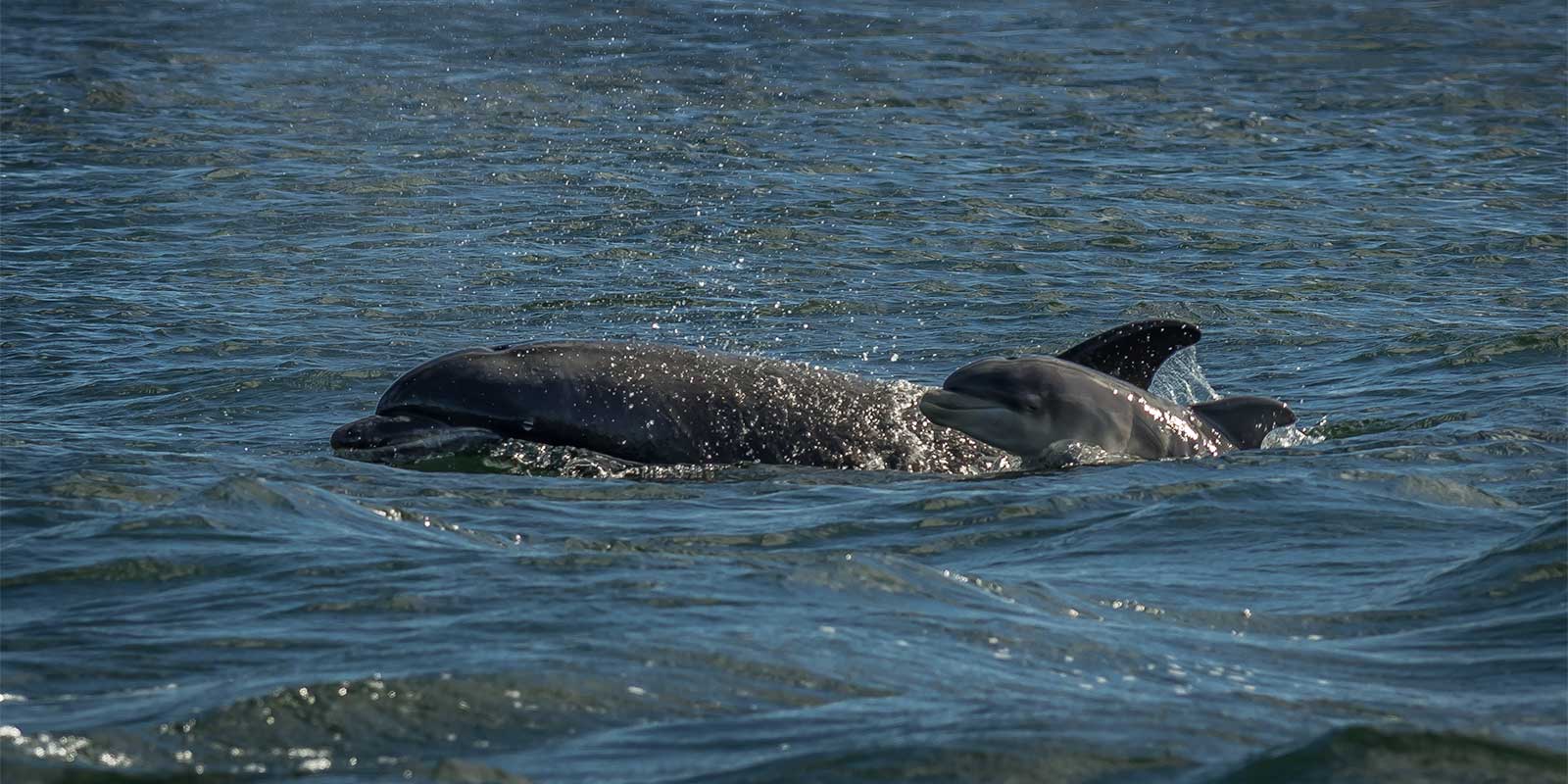 Mother and baby bottlenose dolphin in Moray Firth, Scotland