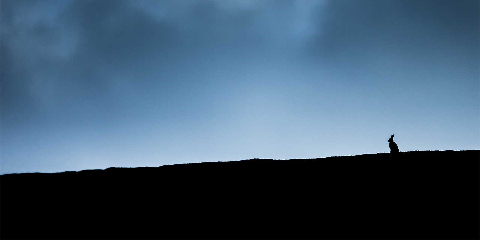 Mountain hare silhouette in Scotland