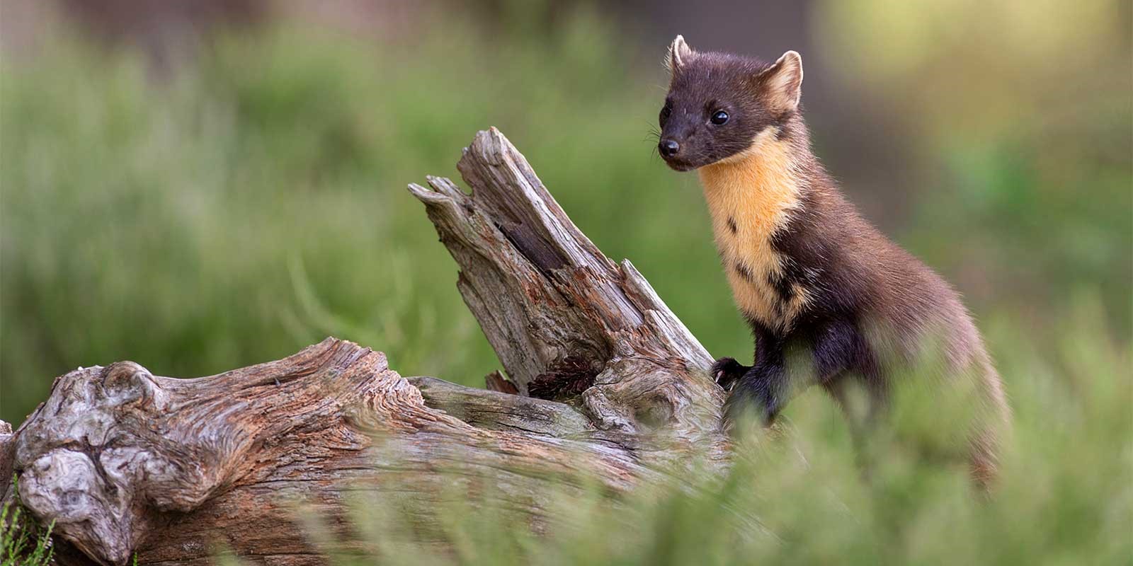 Pine marten perching on a log in Scotland