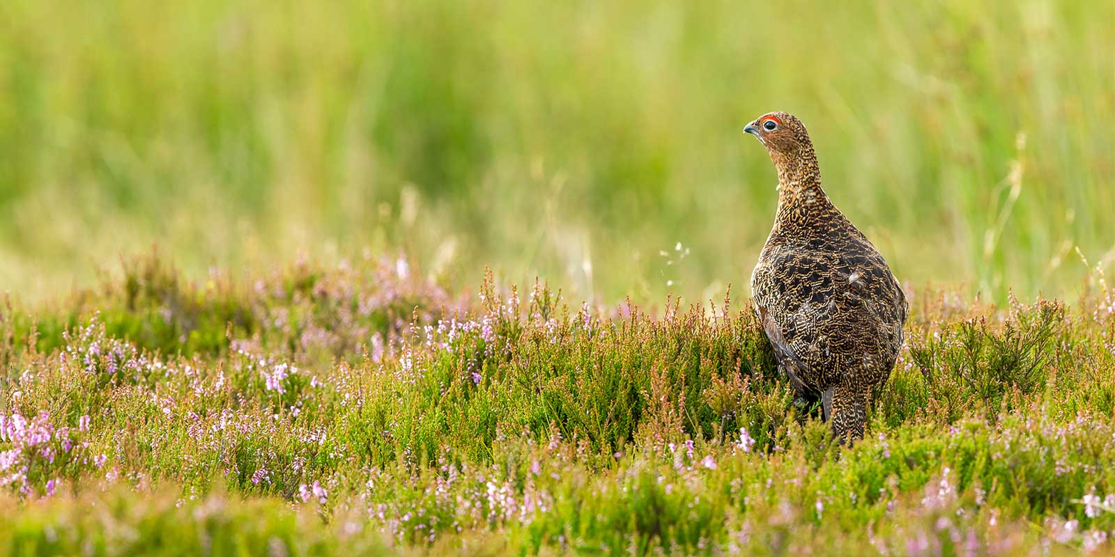 Red grouse in Scotland