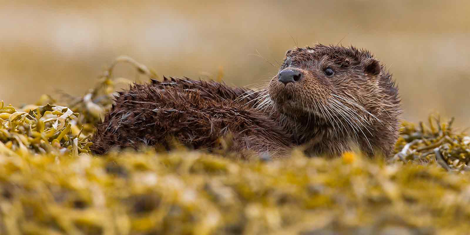 Otter in the Shetland Islands, Scotland