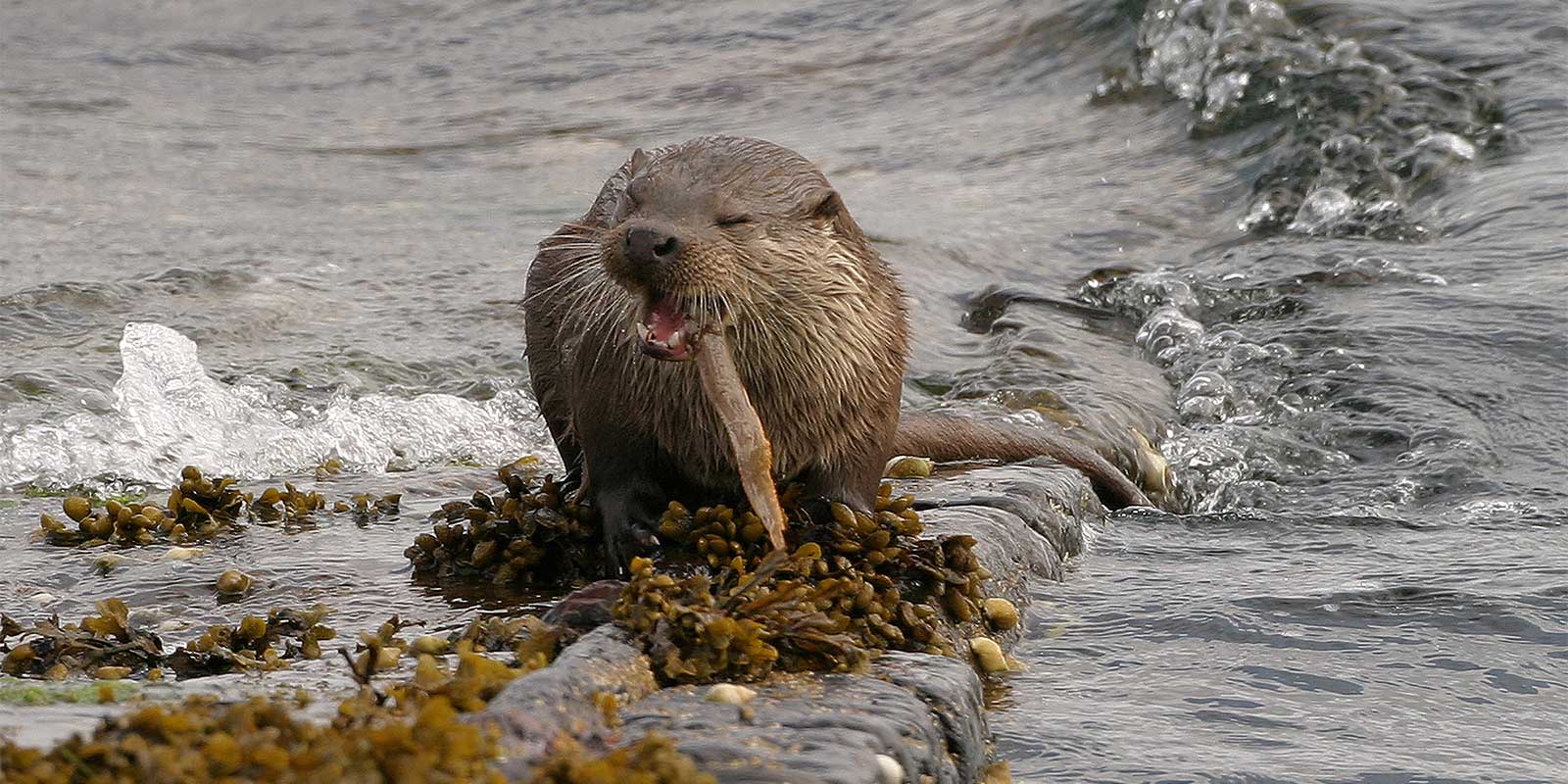 Otter in the Shetland Islands.
