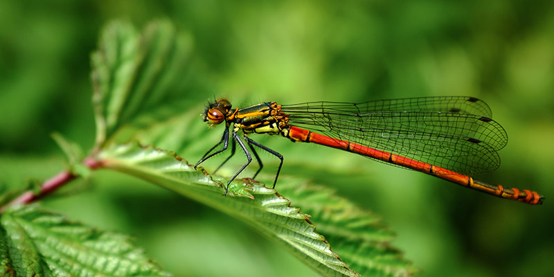 Red damselfly in Somerset