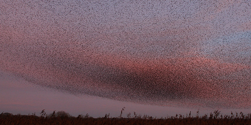 Starling murmuration at Shapwick Heath National Nature Reserve, Somerset.
