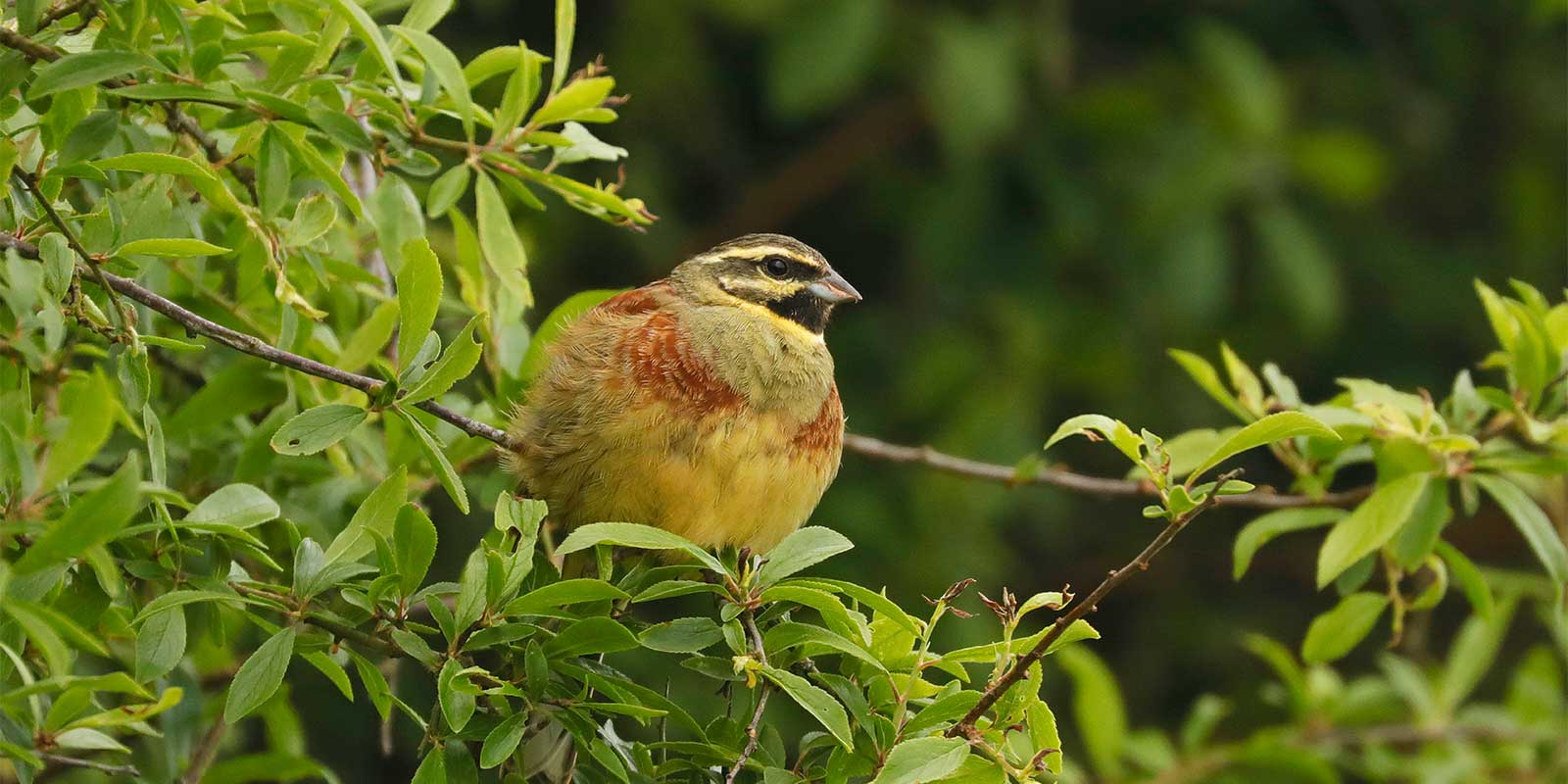 Cirl bunting in Devon