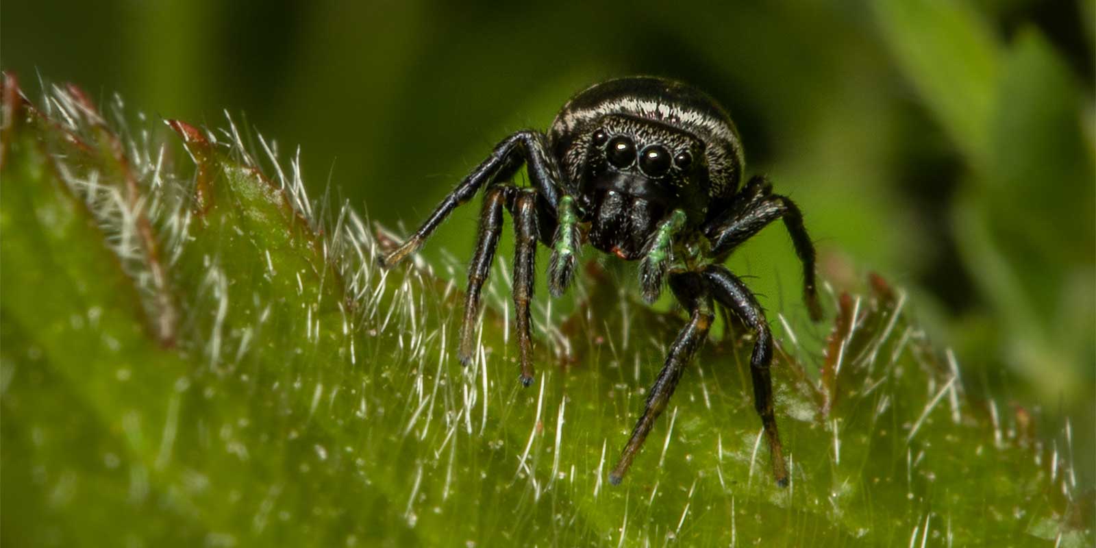 Zebra jumping spider in Surrey