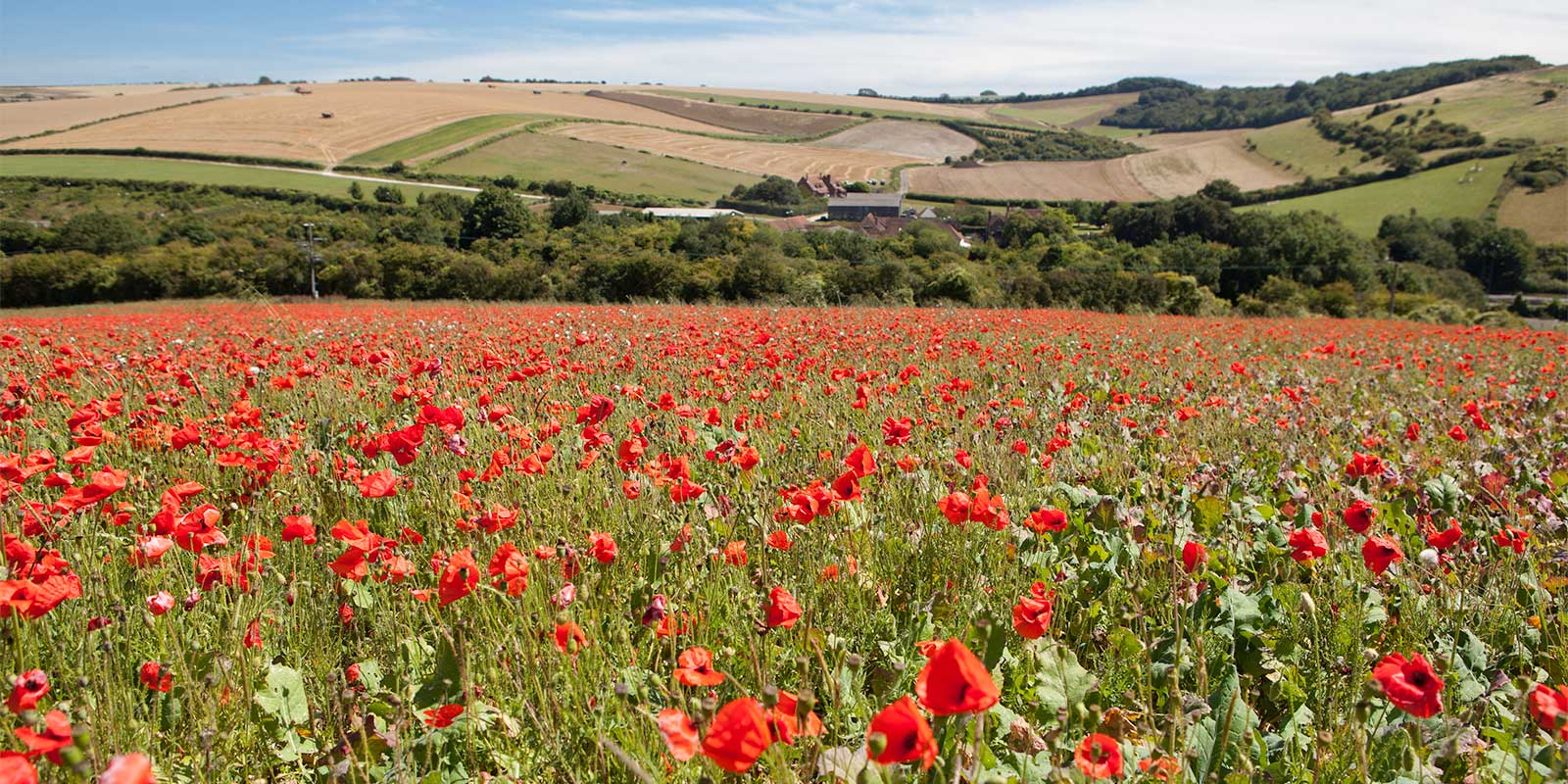 Poppy field in the South Downs National Park, Sussex