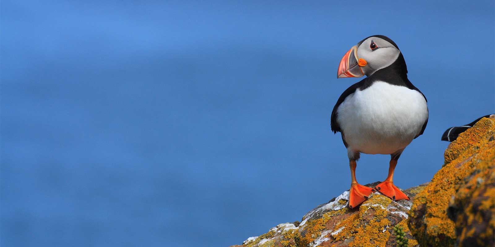Atlantic puffin on Skomer Island