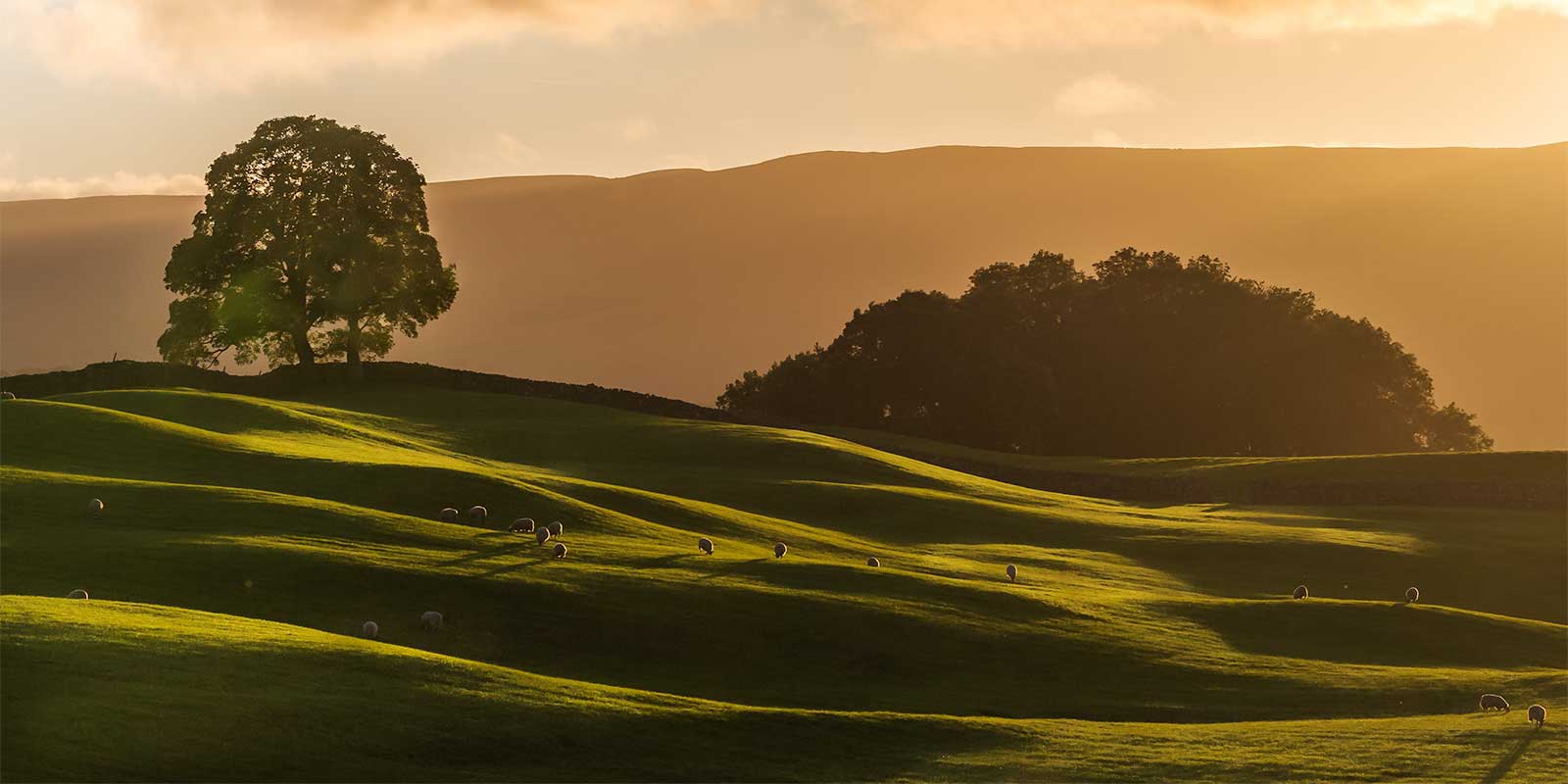 Hillside in the Yorkshire Dales, UK.